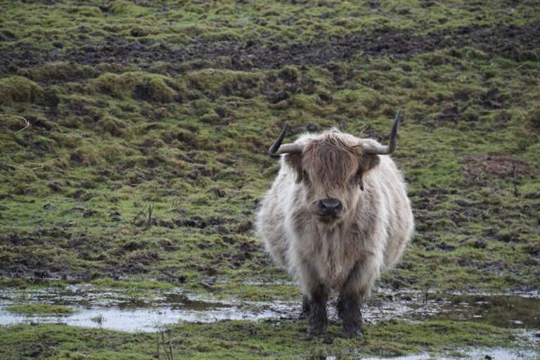 CDT trail water purifier