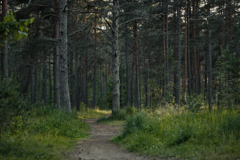 best uv filter trails